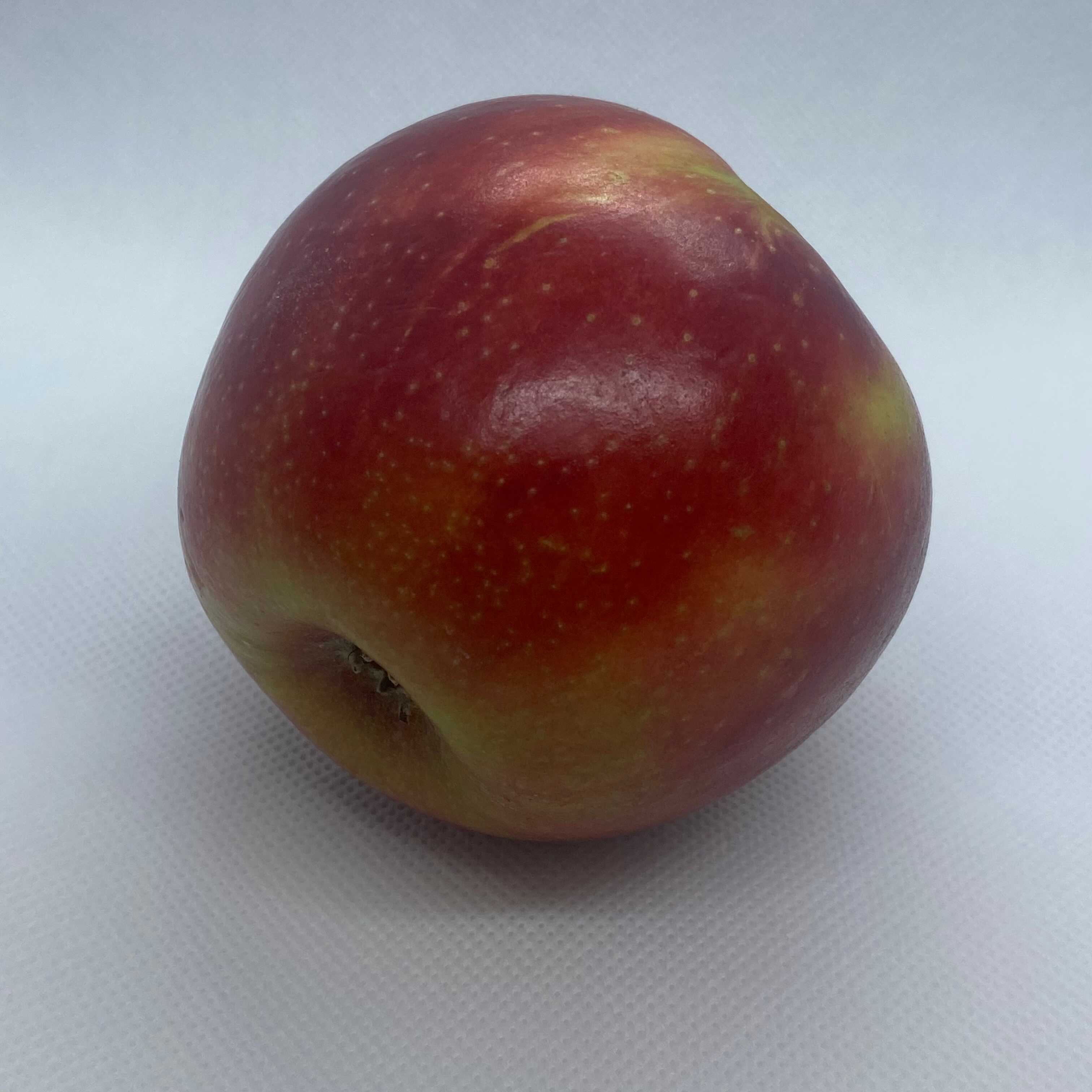 Bottom-side view of the uderside. Showing the apples bottom profile and center