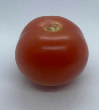 Side shot of the tomato